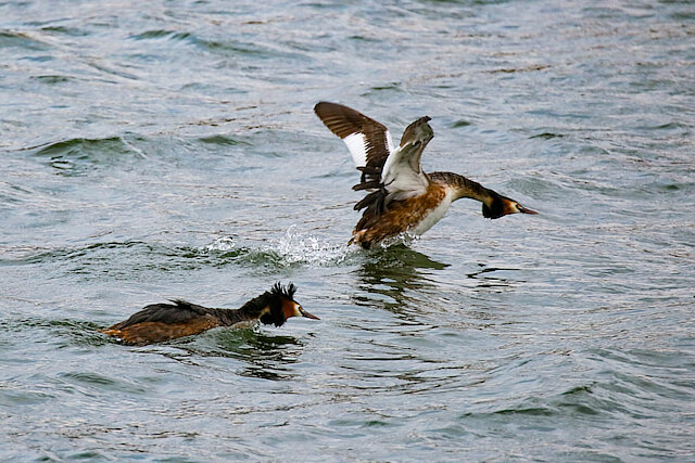 🔬 Podiceps cristatus 🇬🇧 Great Crested Grebe 🇵🇱 Perkoz dwuczuby