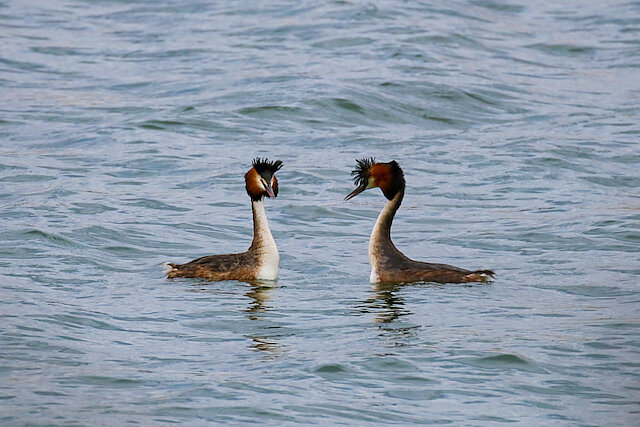 🔬 Podiceps cristatus 🇬🇧 Great Crested Grebe 🇵🇱 Perkoz dwuczuby