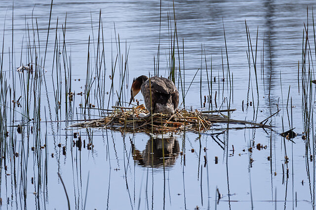 🔬 Podiceps cristatus 🇬🇧 Great Crested Grebe 🇵🇱 Perkoz dwuczuby