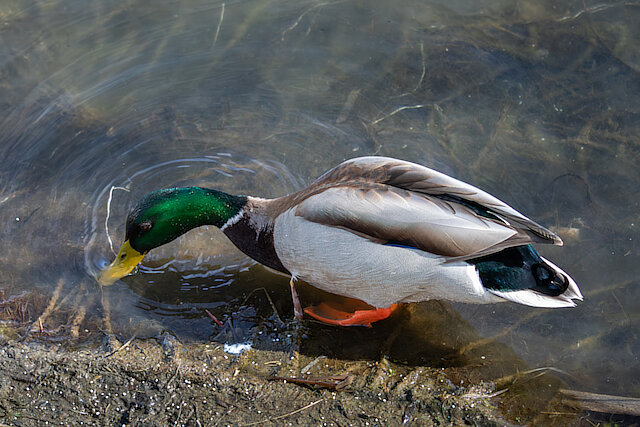 🔬 Anas platyrhynchos 🇬🇧 Mallard 🇵🇱 Kaczka krzyżówka