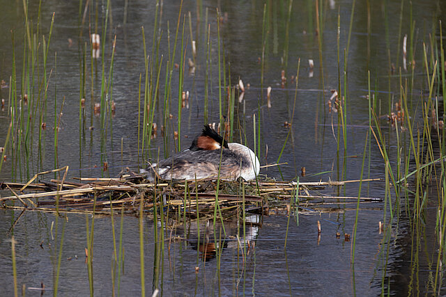 🔬 Podiceps cristatus 🇬🇧 Great Crested Grebe 🇵🇱 Perkoz dwuczuby