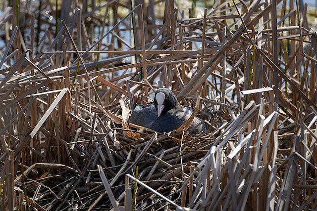 🔬 Fulica atra 🇬🇧 Eurasian Coot 🇵🇱 Łyska zwyczajna