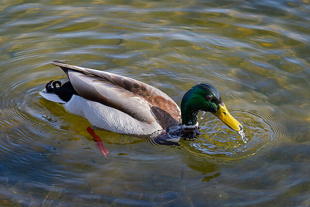 🔬 Anas platyrhynchos 🇬🇧 Mallard 🇵🇱 Kaczka krzyżówka