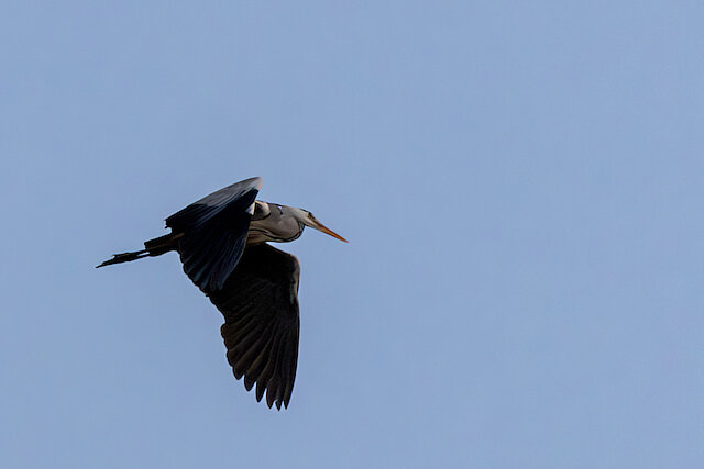 🔬 Ardea cinerea 🇬🇧 Grey Heron 🇵🇱 Czapla siwa