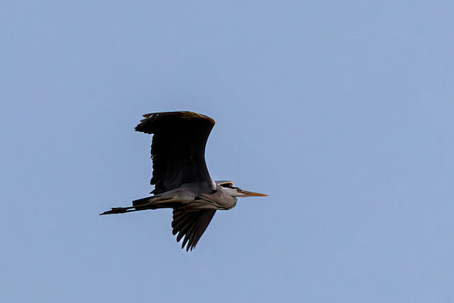 🔬 Ardea cinerea 🇬🇧 Grey Heron 🇵🇱 Czapla siwa