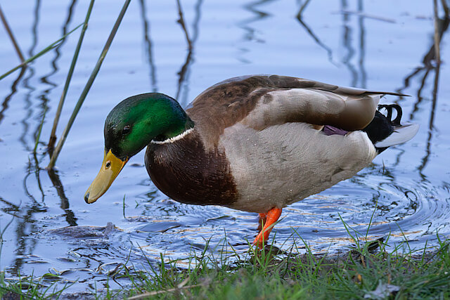 🔬 Anas platyrhynchos 🇬🇧 Mallard 🇵🇱 Kaczka krzyżówka