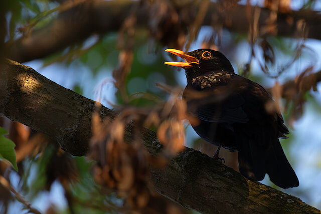 🔬 Turdus merula 🇬🇧 Common Blackbird 🇵🇱 Kos zwyczajny
