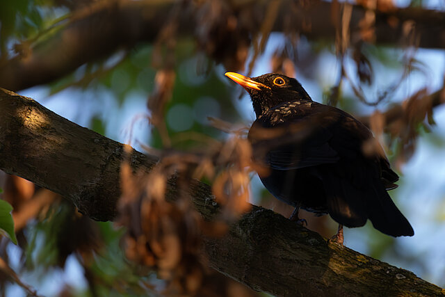 🔬 Turdus merula 🇬🇧 Common Blackbird 🇵🇱 Kos zwyczajny