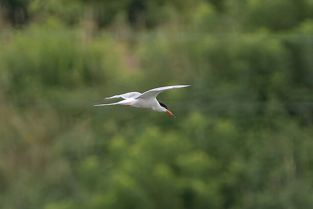 🔬 Sterna hirundo 🇬🇧 Common Tern 🇵🇱 Rybitwa rzeczna