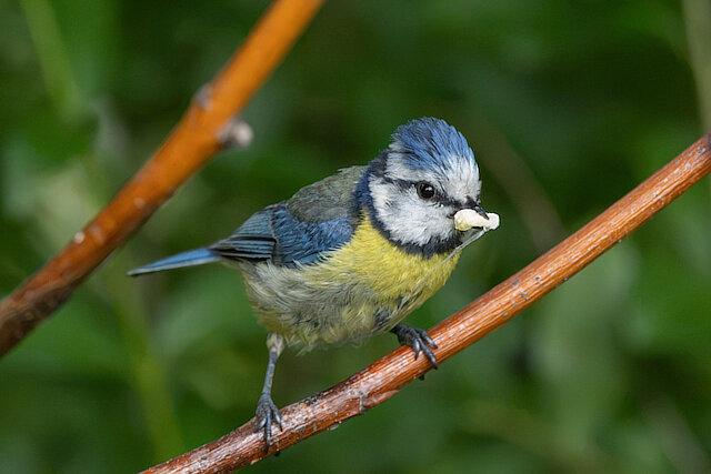 🔬 Cyanistes caeruleus 🇬🇧 Eurasian Blue Tit 🇵🇱 Sikora modra