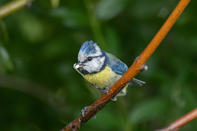 🔬 Cyanistes caeruleus 🇬🇧 Eurasian Blue Tit 🇵🇱 Sikora modra