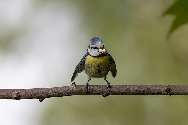 🔬 Cyanistes caeruleus 🇬🇧 Eurasian Blue Tit 🇵🇱 Sikora modra