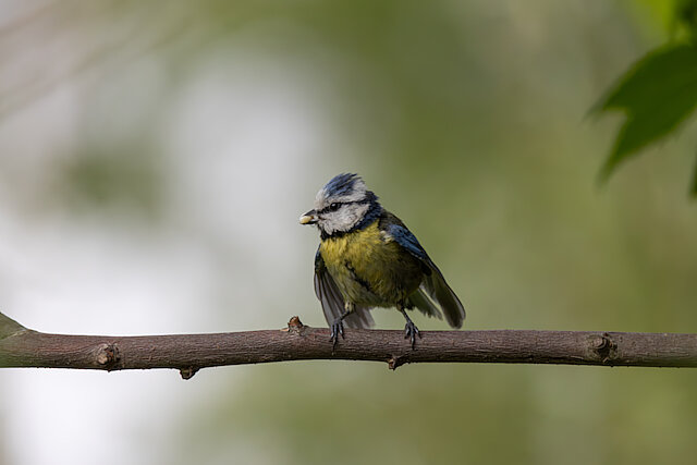 🔬 Cyanistes caeruleus 🇬🇧 Eurasian Blue Tit 🇵🇱 Sikora modra