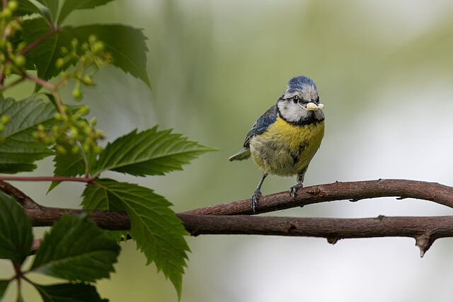 🔬 Cyanistes caeruleus 🇬🇧 Eurasian Blue Tit 🇵🇱 Sikora modra