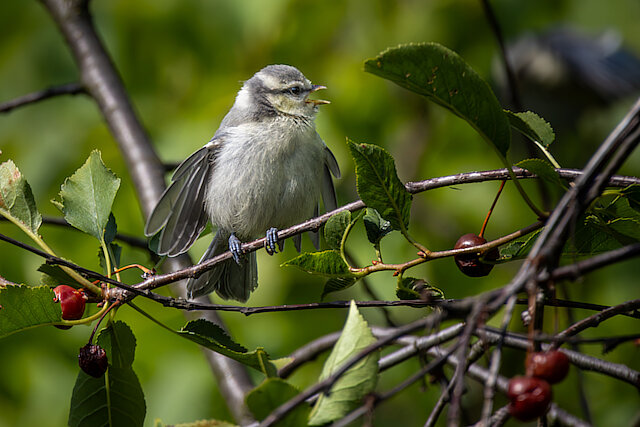 🔬 Cyanistes caeruleus 🇬🇧 Eurasian Blue Tit 🇵🇱 Sikora modra