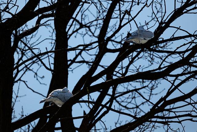 🔬 Streptopelia decaocto 🇬🇧 Eurasian Collared Dove 🇵🇱 Sierpówka