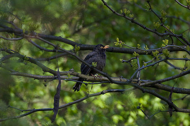 Latin: Turdus merula / EN: Common Blackbird / PL: Kos zwyczajny