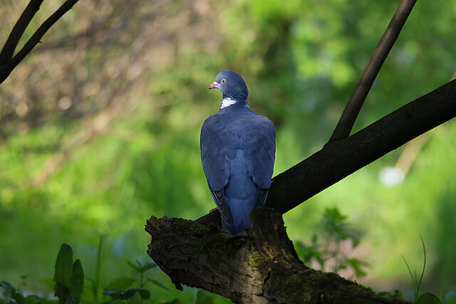 Latin: Columba palumbus / EN: Common Wood Pigeon / PL: Grzywacz