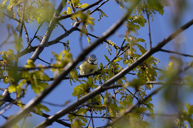 🔬 Cyanistes caeruleus 🇬🇧 Eurasian Blue Tit 🇵🇱 Sikora modra