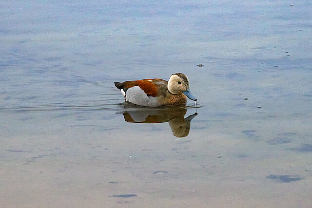 Latin: Callonetta leucophrys / EN: Ringed Teal / PL: Cudokaczka