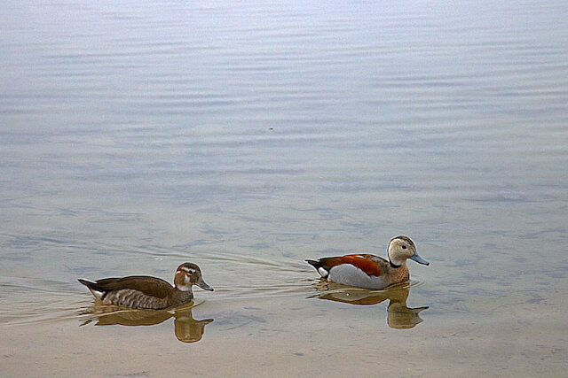 Latin: Callonetta leucophrys / EN: Ringed Teal / PL: Cudokaczka