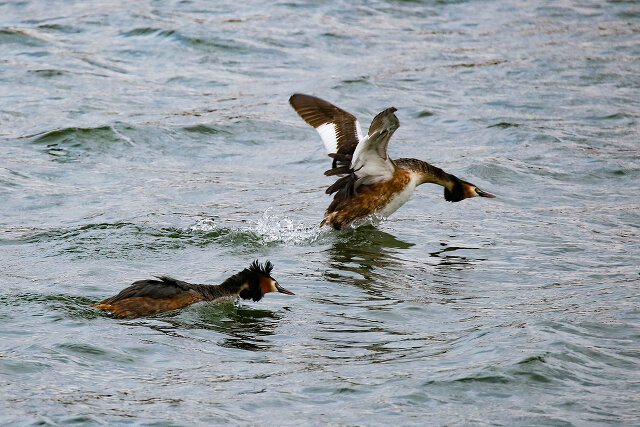 Latin: Podiceps cristatus / EN: Great Crested Grebe / PL: Perkoz dwuczuby