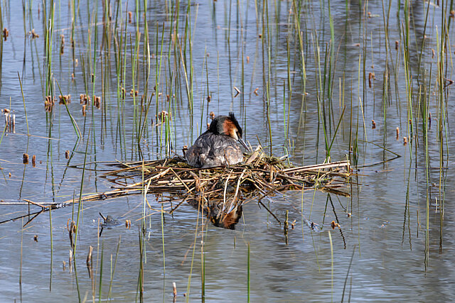 🔬 Podiceps cristatus 🇬🇧 Great Crested Grebe 🇵🇱 Perkoz dwuczuby