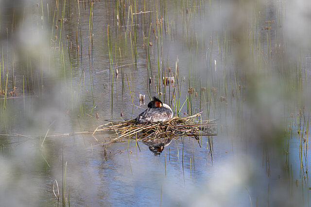 🔬 Podiceps cristatus 🇬🇧 Great Crested Grebe 🇵🇱 Perkoz dwuczuby