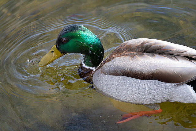 🔬 Anas platyrhynchos 🇬🇧 Mallard 🇵🇱 Kaczka krzyżówka