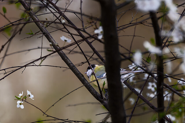 🔬 Parus major 🇬🇧 Great Tit 🇵🇱 Sikora bogatka