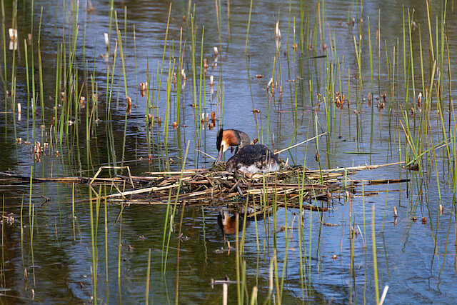 🔬 Podiceps cristatus 🇬🇧 Great Crested Grebe 🇵🇱 Perkoz dwuczuby