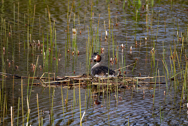 🔬 Podiceps cristatus 🇬🇧 Great Crested Grebe 🇵🇱 Perkoz dwuczuby