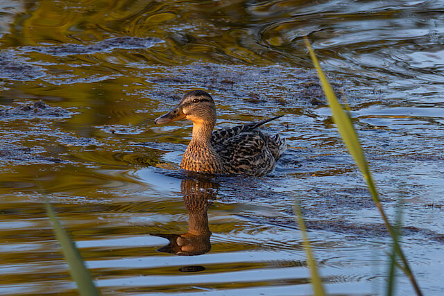 🔬 Anas platyrhynchos 🇬🇧 Mallard 🇵🇱 Kaczka krzyżówka