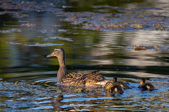 🔬 Anas platyrhynchos 🇬🇧 Mallard 🇵🇱 Kaczka krzyżówka