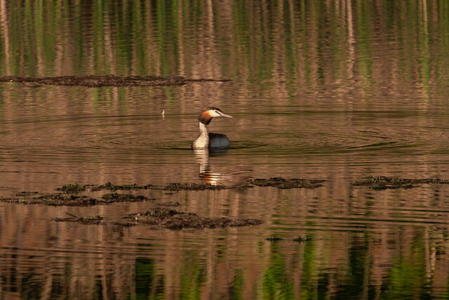 🔬 Podiceps cristatus 🇬🇧 Great Crested Grebe 🇵🇱 Perkoz dwuczuby