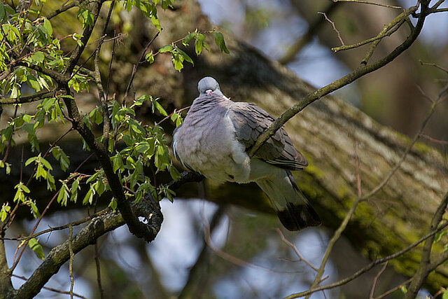 🔬 Columba palumbus 🇬🇧 Common Wood Pigeon 🇵🇱 Gołąb Grzywacz