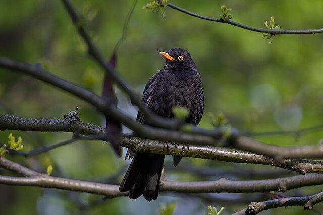 🔬 Turdus merula 🇬🇧 Common Blackbird 🇵🇱 Kos zwyczajny
