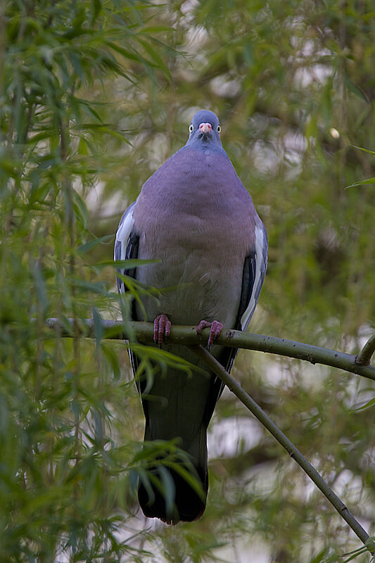 🔬 Columba palumbus 🇬🇧 Common Wood Pigeon 🇵🇱 Gołąb Grzywacz