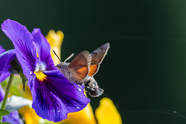🔬 Macroglossum stellatarum 🇬🇧 Hummingbird hawk-moth 🇵🇱 Fruczak gołąbek