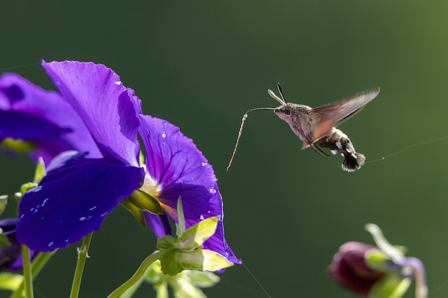 🔬 Macroglossum stellatarum 🇬🇧 Hummingbird hawk-moth 🇵🇱 Fruczak gołąbek