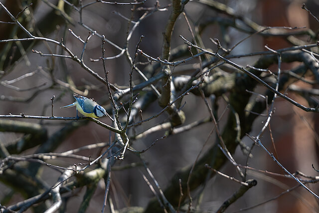 🔬 Cyanistes caeruleus 🇬🇧 Eurasian Eurasian Blue Tit 🇵🇱 Sikora modra