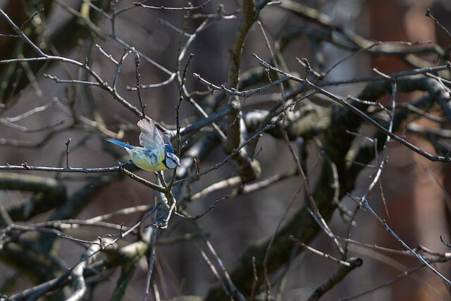 🔬 Cyanistes caeruleus 🇬🇧 Eurasian Eurasian Blue Tit 🇵🇱 Sikora modra