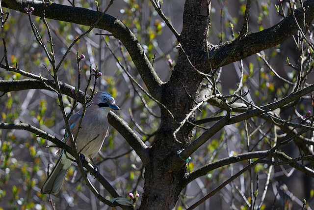 🔬 Garrulus glandarius 🇬🇧 Eurasian Jay 🇵🇱 Sójka zwyczajna