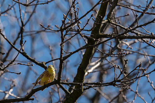 🔬 Emberiza citrinella 🇬🇧 Yellowhammer 🇵🇱 Trznadel