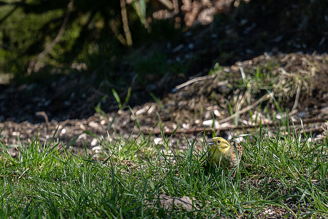 🔬 Emberiza citrinella 🇬🇧 Yellowhammer 🇵🇱 Trznadel