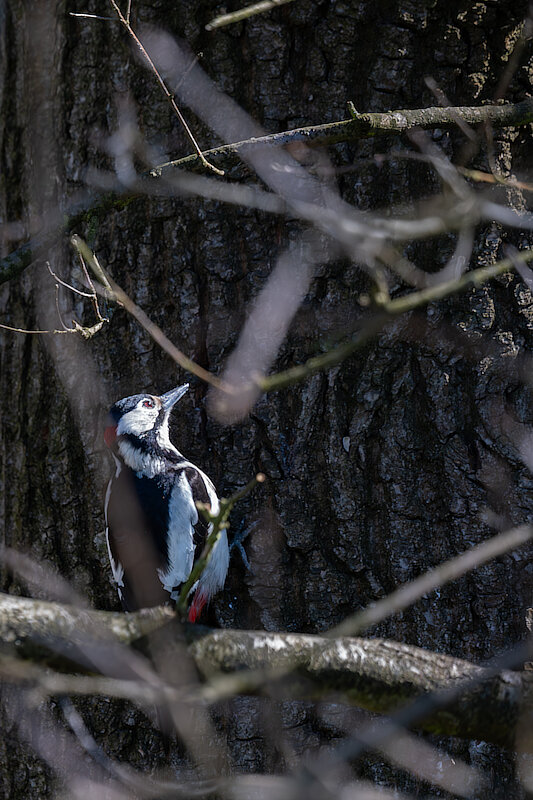 🔬 Dendrocopos major 🇬🇧 Great Spotted Woodpecker 🇵🇱 Dzięcioł duży