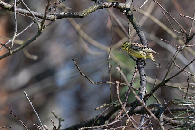 🔬 Emberiza citrinella 🇬🇧 Yellowhammer 🇵🇱 Trznadel