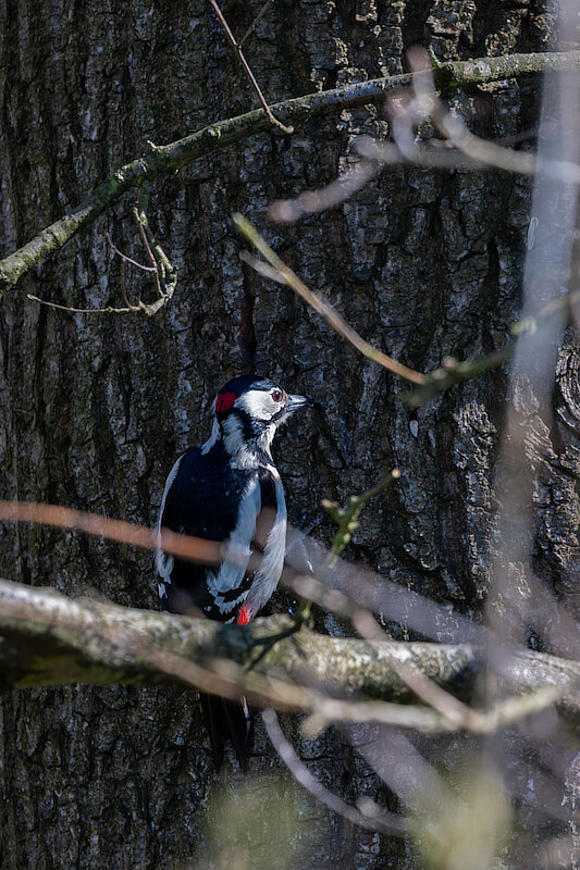 🔬 Dendrocopos major 🇬🇧 Great Spotted Woodpecker 🇵🇱 Dzięcioł duży