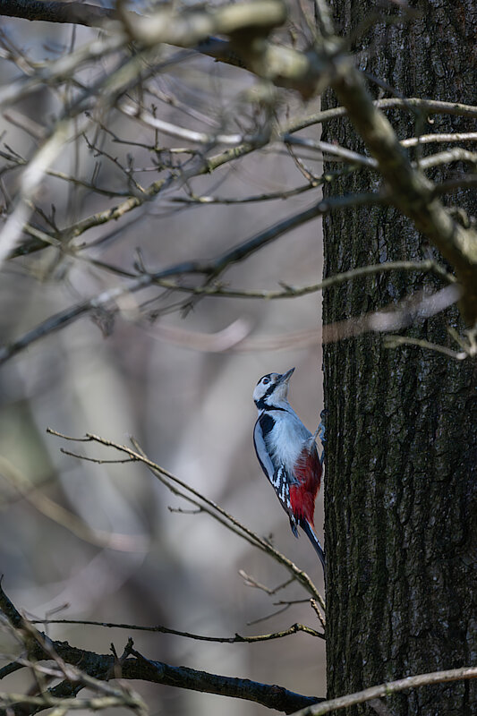 🔬 Dendrocopos major 🇬🇧 Great Spotted Woodpecker 🇵🇱 Dzięcioł duży