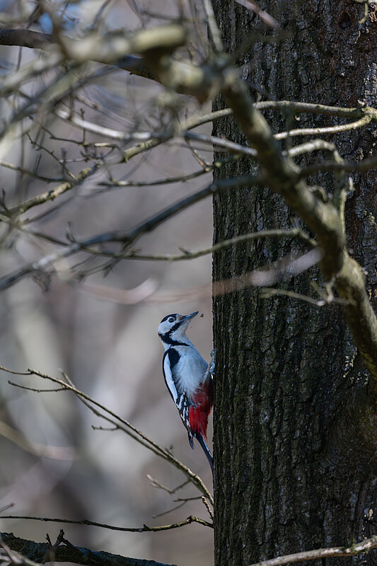 🔬 Dendrocopos major 🇬🇧 Great Spotted Woodpecker 🇵🇱 Dzięcioł duży